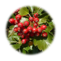 Crataegus laevigata
